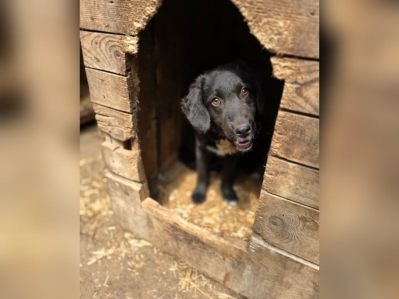Dotty, 8m,  Mädel, groß werden, freundlich, anfangs schüchtern, neugierig, sozial