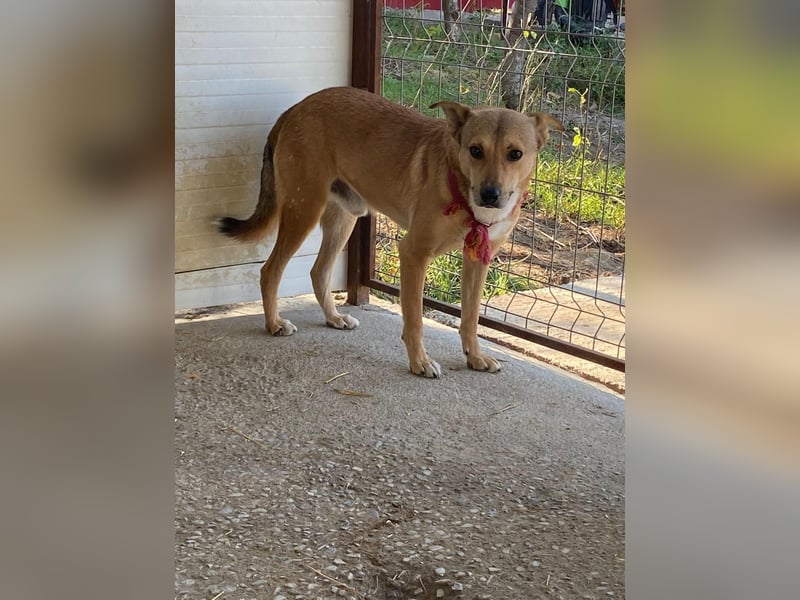 Ryzhik , ca 8 Jahre, aus dem Ukrainekrieg gerettet, SH ca. 53 cm, schüchtern, neugierig, schreckhaf