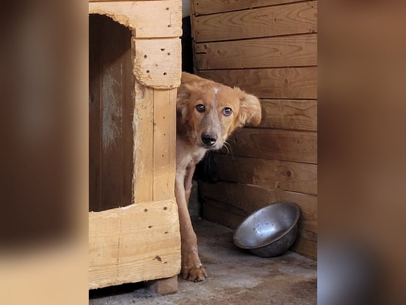 Gisele, Hündin, *ca. 14.01.2025, ca. mittelgroß, (noch) unsicher, neugierig, sensibel