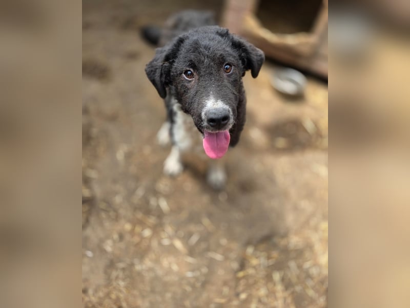 Doc, Bub, 6 Monate, groß werdend, aufgeschlossen, verspielt, aktiv, lernfreudig