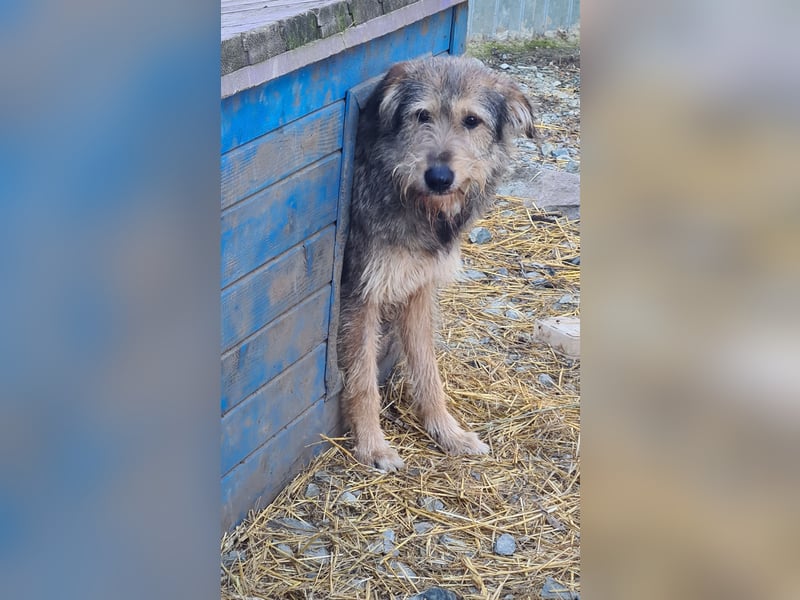 Struppi, Rüde, *ca. 20.05.2018, SH ca. mittelgroß – groß, ängstlich, vorsichtig, lieb