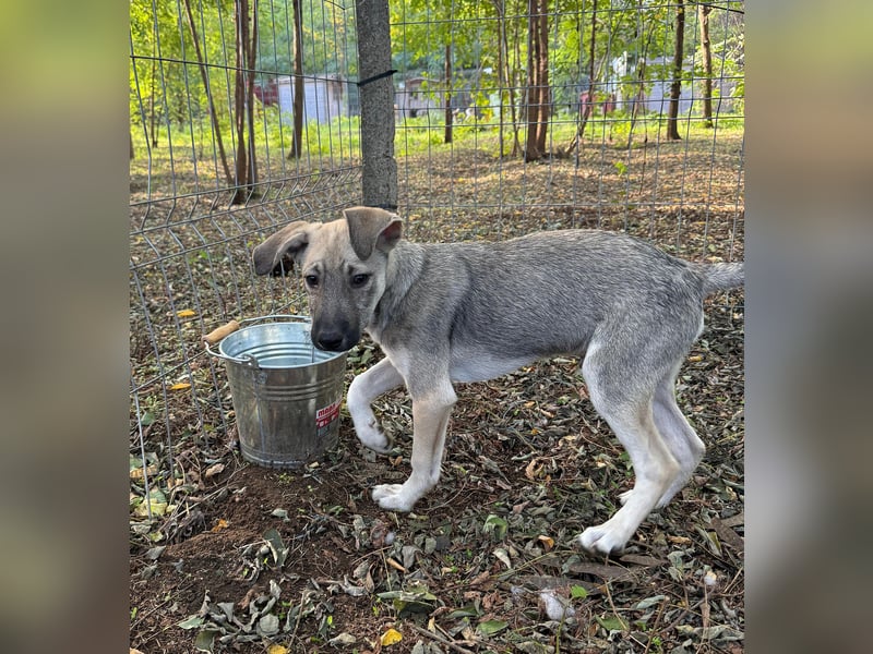 Ilios , Hundebub, *ca.14.6.2024, aktuelle Größe bitte abfragen