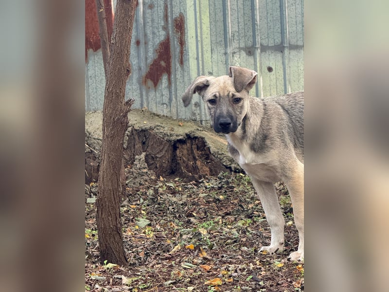 Ilios , Hundebub, *ca.14.6.2024, aktuelle Größe bitte abfragen