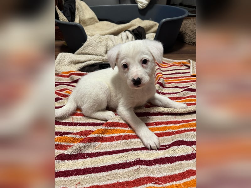 Ines, Mädel ,3 Monate, aktuelle Große bitte abfragen