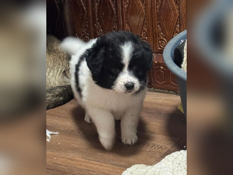 Ismael, Bub,  3 Monate, aktuelle Größe nachfragen