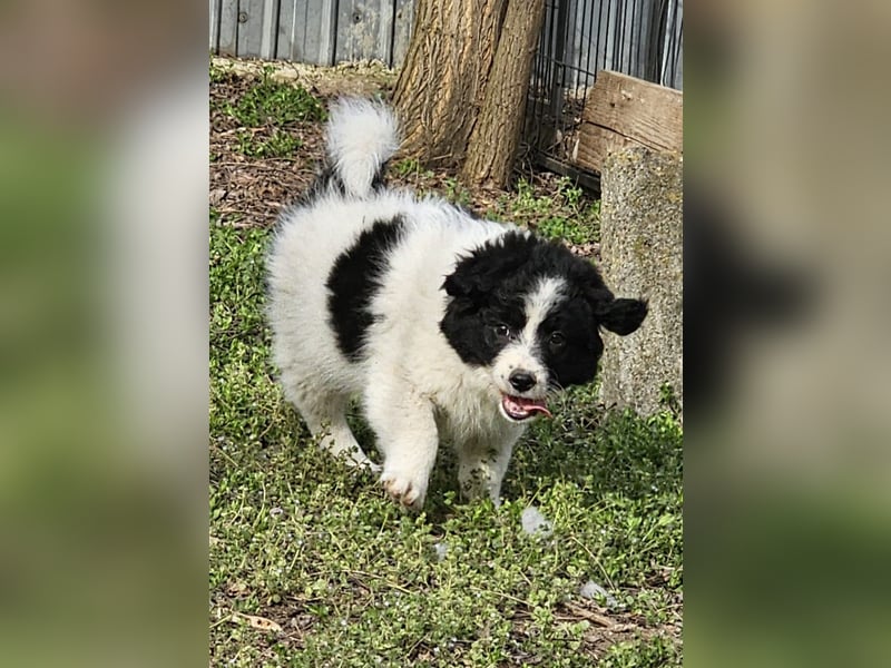 Ismael, Bub,  3 Monate, aktuelle Größe nachfragen