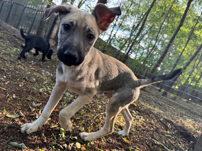 Ilios , Hundebub, *ca.14.6.2024, aktuelle Größe bitte abfragen