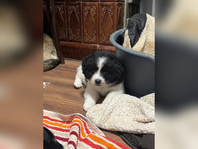 Ismael, Bub,  3 Monate, aktuelle Größe nachfragen