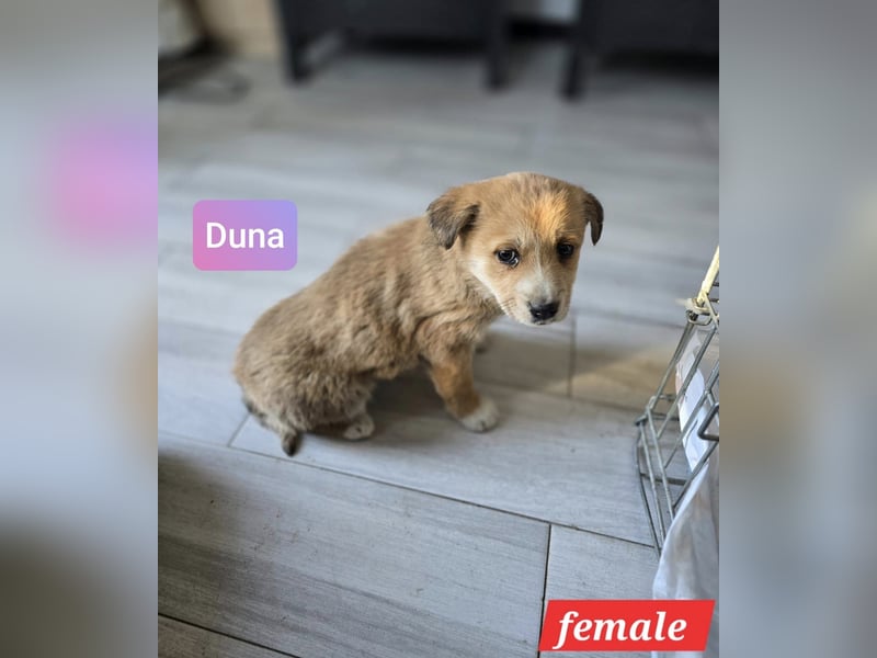 Duna, Mädel,  4 Monate, aktuelle Größe bitte erfragen