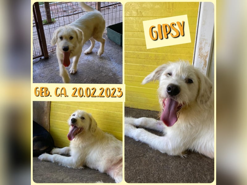 Gipsy, 2-jähriger Bub, verspielt , sozial