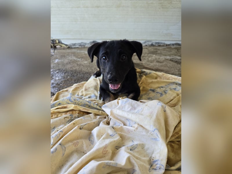 Jagger, 1 j2m alter Bub, aktuelle Größe erfragen , offen, zugänglich, verschmust, verspielt