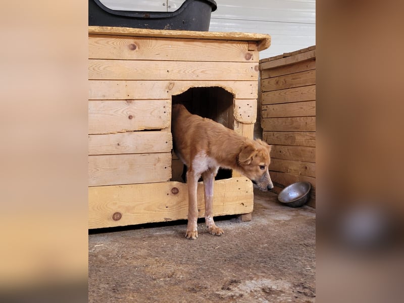 Gisele, Hündin, *ca. 14.01.2025, ca. mittelgroß, (noch) unsicher, neugierig, sensibel