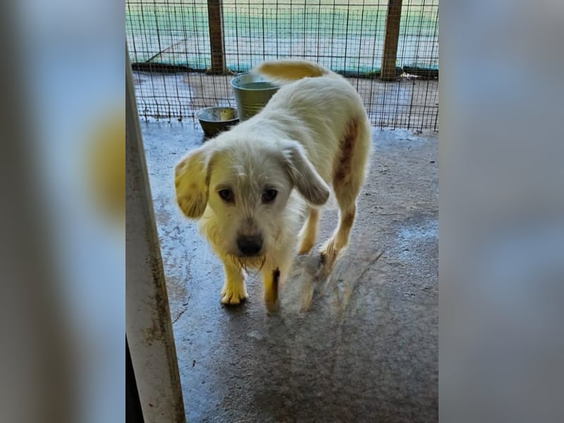 Gipsy, 2-jähriger Bub, verspielt , sozial