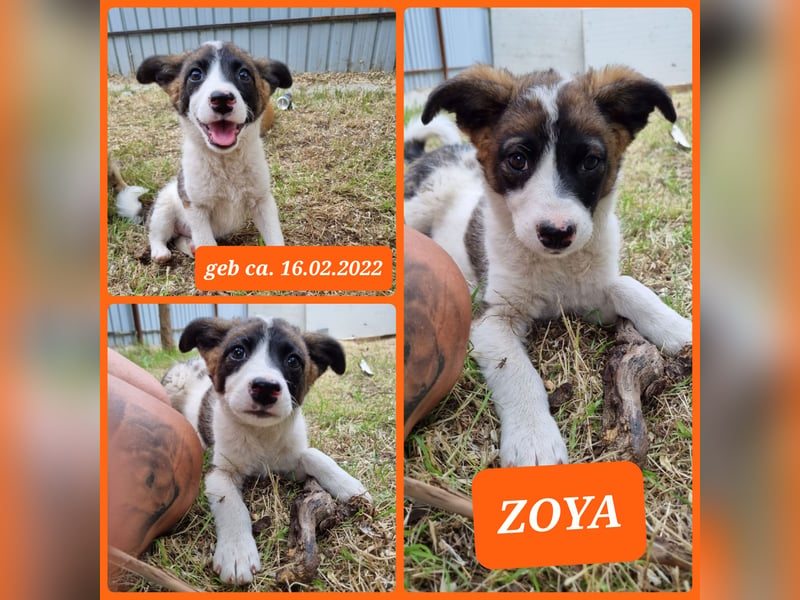 Zoya, ca. 3 ¼-jähriges Mädel, Größe erfragen, aufgeschlossen, verspielt, verschmust)
