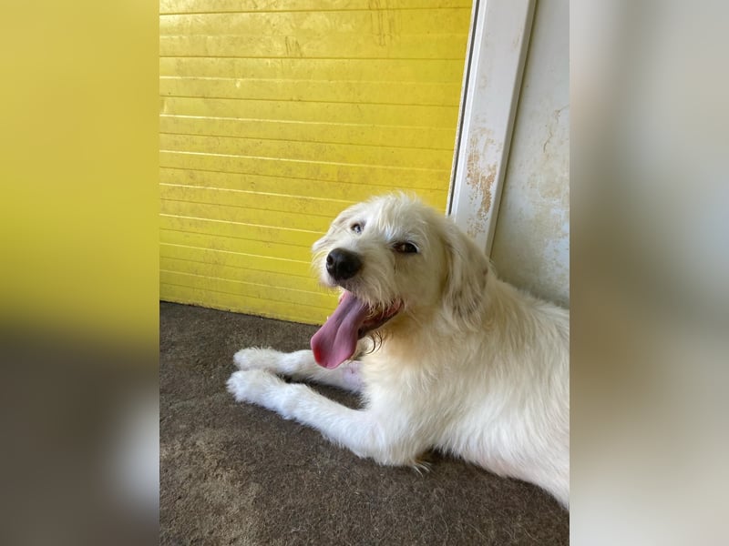 Gipsy, 2-jähriger Bub, verspielt , sozial