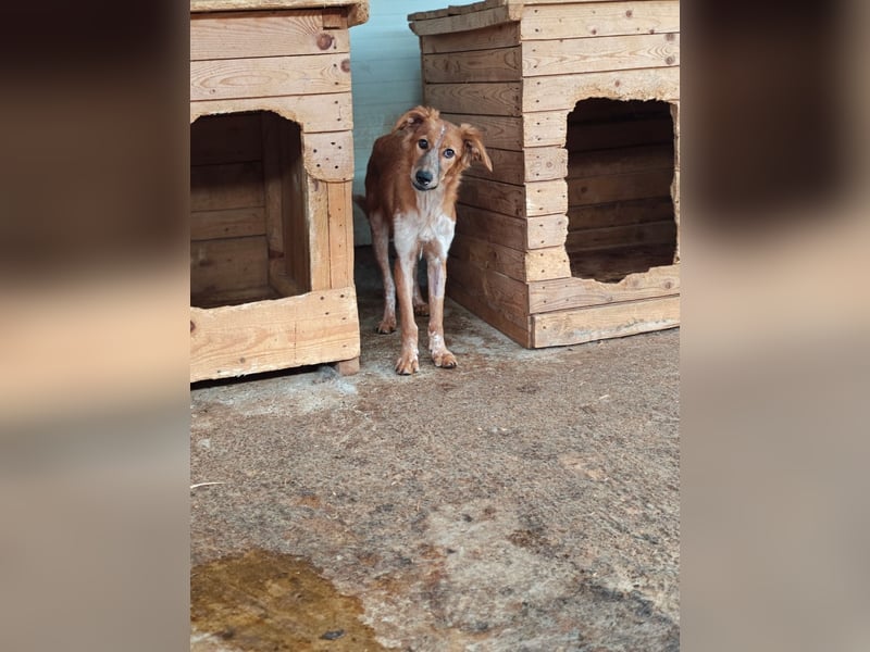 Gisele, Hündin, *ca. 14.01.2025, ca. mittelgroß, (noch) unsicher, neugierig, sensibel