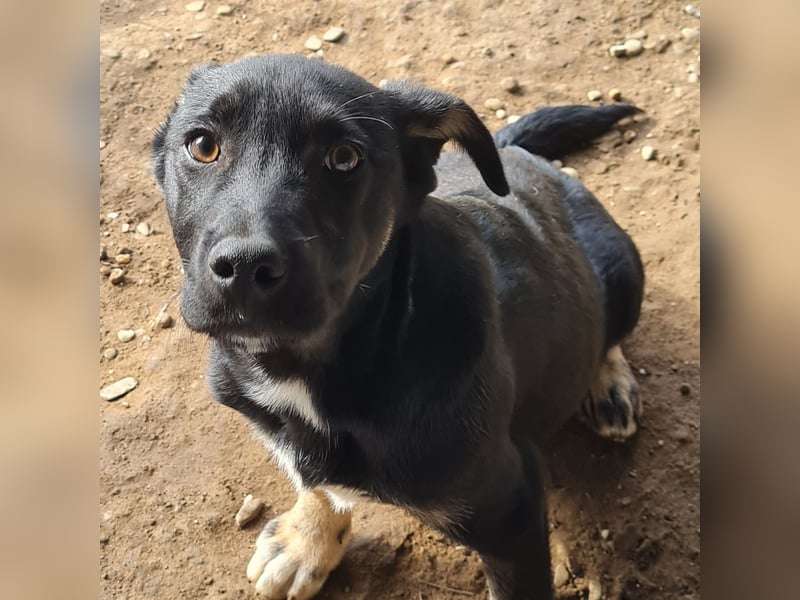 Madog, Bub, 10 Monate, sehr ängstlich, freundlich, braucht geduldige Menschen