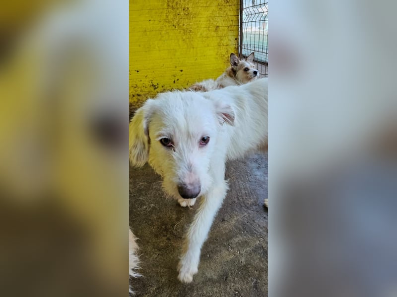 Gipsy, 2-jähriger Bub, verspielt , sozial