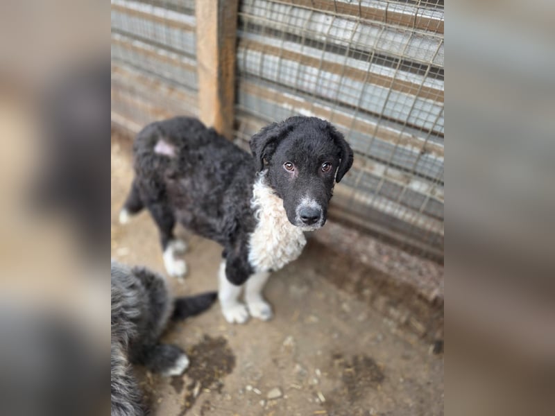 Doc, Bub, 6 Monate, groß werdend, aufgeschlossen, verspielt, aktiv, lernfreudig