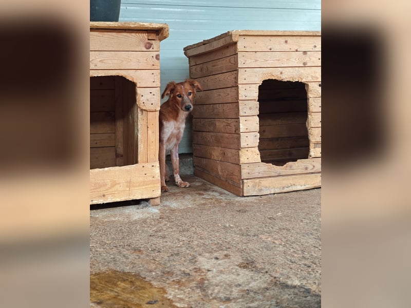 Gisele, Hündin, *ca. 14.01.2025, ca. mittelgroß, (noch) unsicher, neugierig, sensibel