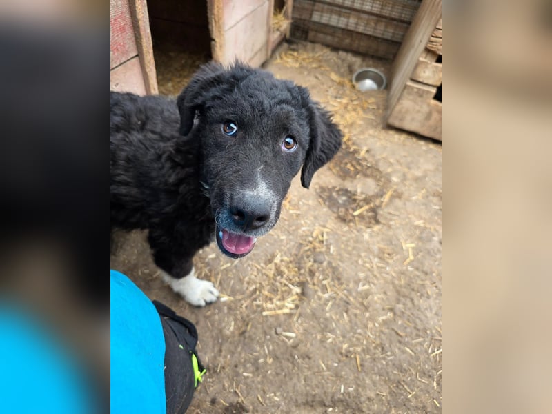 Daniel, 6-monatiger Bub, groß werdend, verspielt, aktiv, offen, neugierig