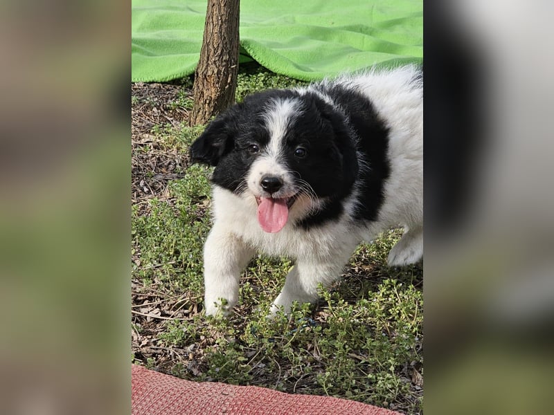 Ismael, Bub,  3 Monate, aktuelle Größe nachfragen