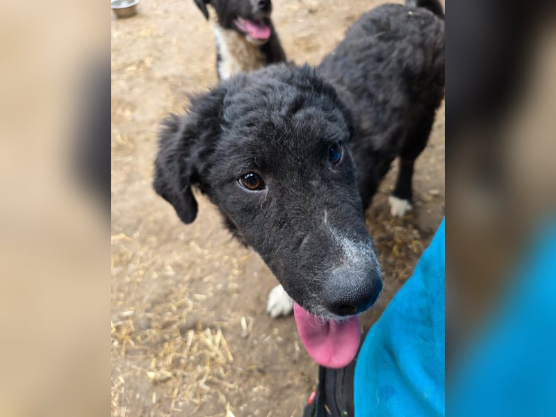 Daniel, 6-monatiger Bub, groß werdend, verspielt, aktiv, offen, neugierig