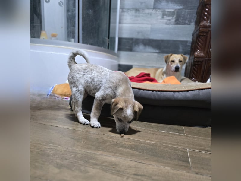 Jake, Rüde,  *ca. 29.10.2024 , Größe noch nicht bekannt