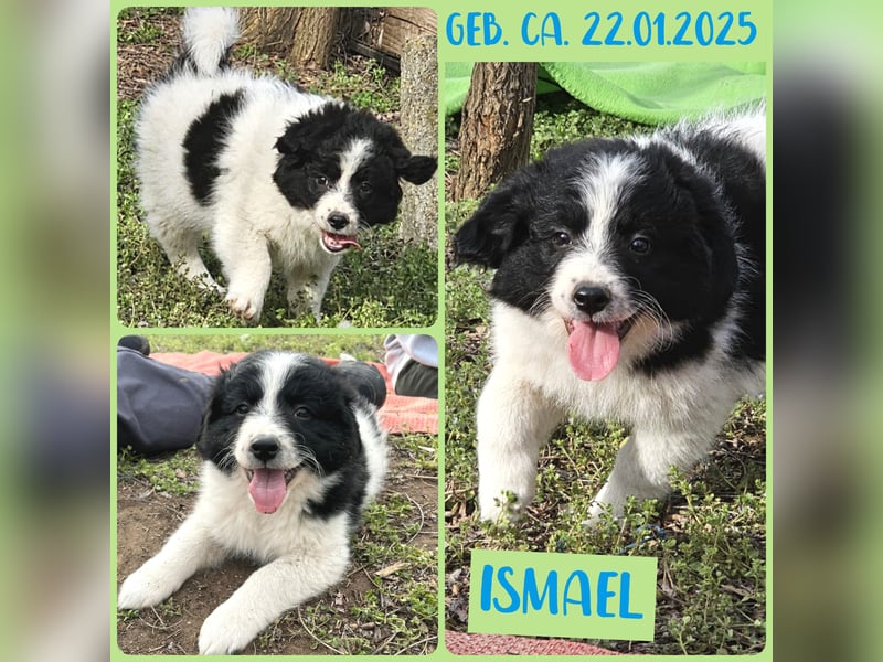 Ismael, Bub,  3 Monate, aktuelle Größe nachfragen