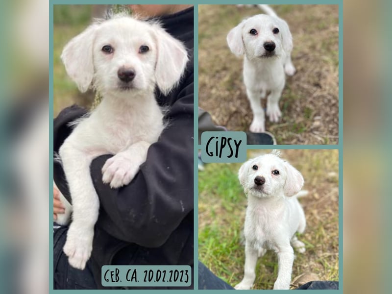 Gipsy, 2-jähriger Bub, verspielt , sozial