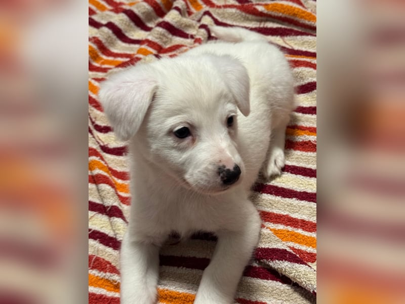 Ines, Mädel ,3 Monate, aktuelle Große bitte abfragen