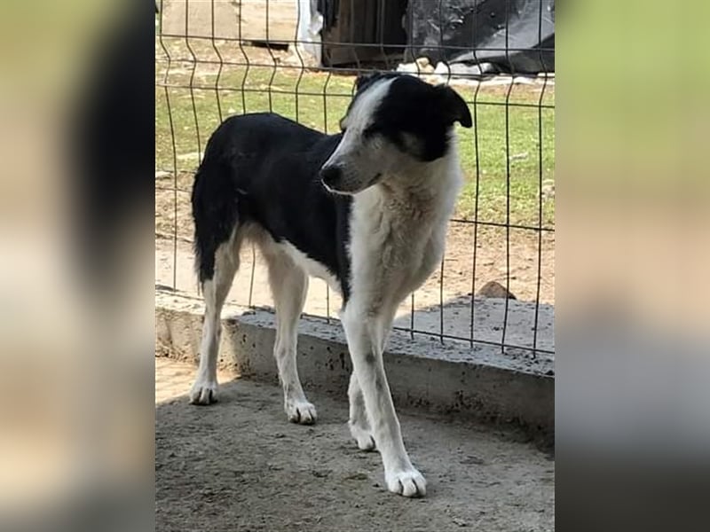 Sam, unsicherer Hundebub sucht hundeerfahrenes Zuhause oder Pflegestelle