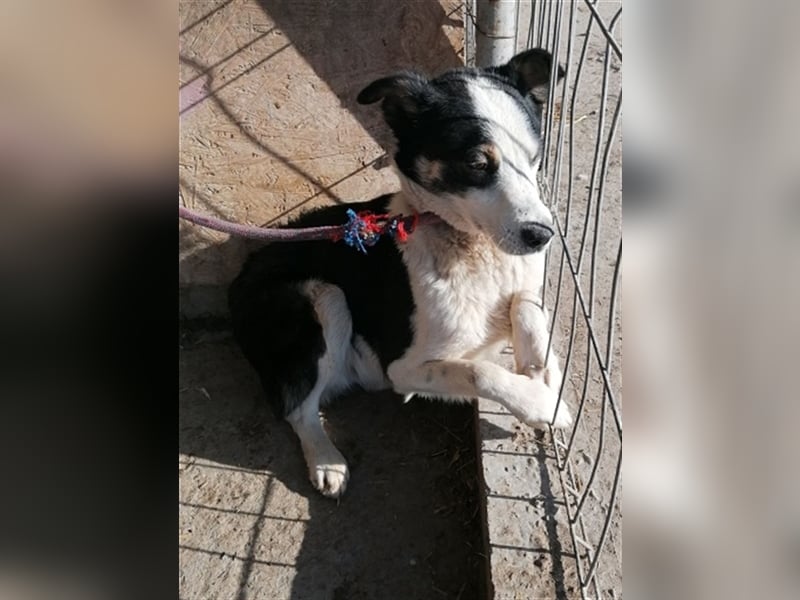 Sam, unsicherer Hundebub sucht hundeerfahrenes Zuhause oder Pflegestelle