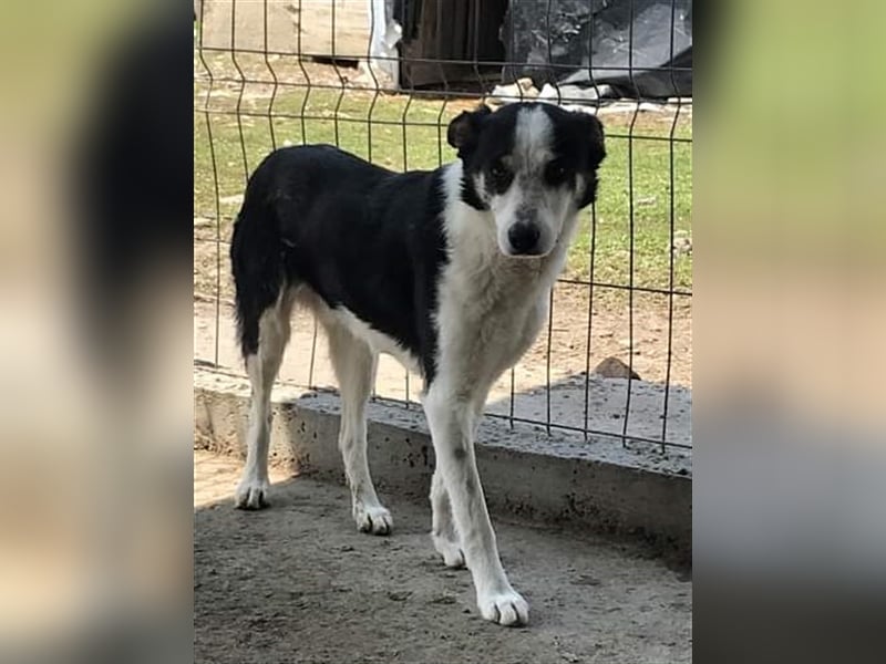 Sam, unsicherer Hundebub sucht hundeerfahrenes Zuhause oder Pflegestelle