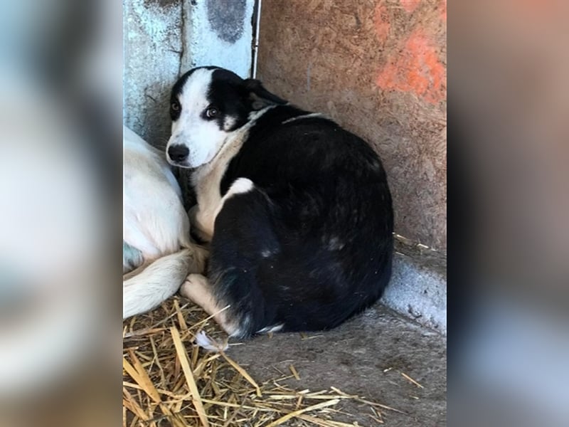 Sam, unsicherer Hundebub sucht hundeerfahrenes Zuhause oder Pflegestelle