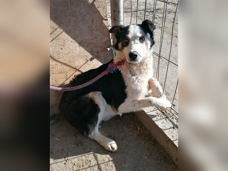 Sam, unsicherer Hundebub sucht hundeerfahrenes Zuhause oder Pflegestelle