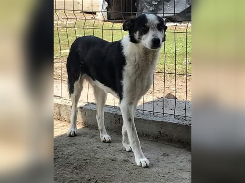 Sam, unsicherer Hundebub sucht hundeerfahrenes Zuhause oder Pflegestelle