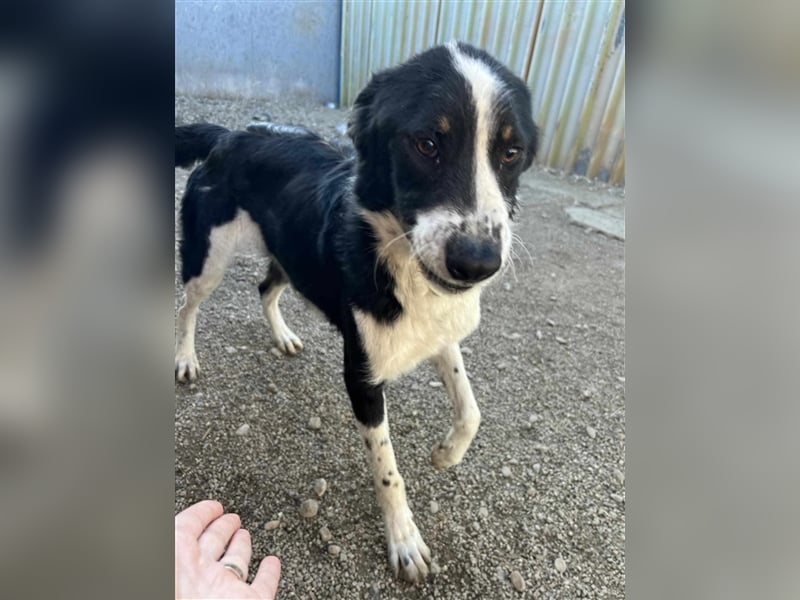 Neo sucht ein Zuhause