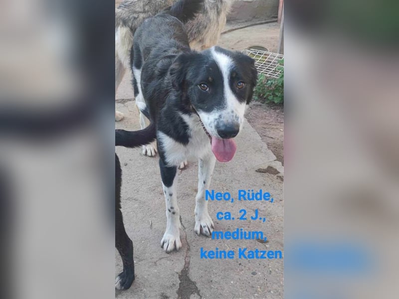 Neo sucht ein Zuhause