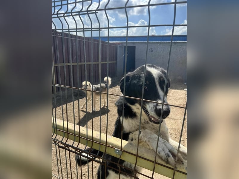 Neo sucht ein Zuhause