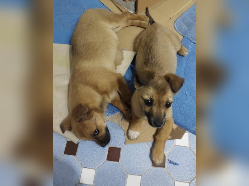 Greta und Gerry – Hundekinder die auf Körbchen Suche sind