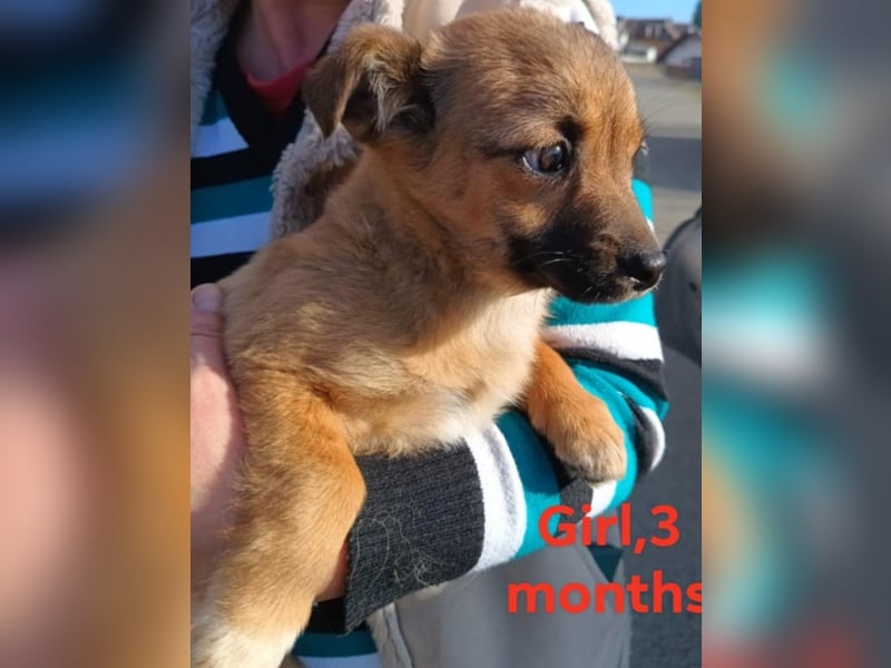 Greta und Gerry – Hundekinder die auf Körbchen Suche sind