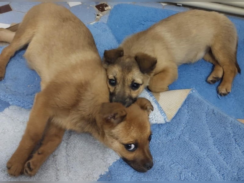 Greta und Gerry – Hundekinder die auf Körbchen Suche sind