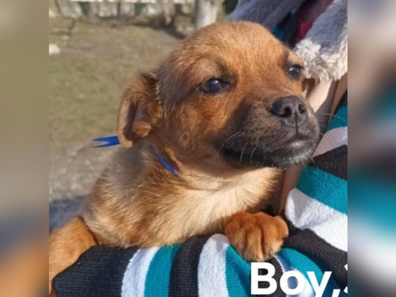 Greta und Gerry – Hundekinder die auf Körbchen Suche sind