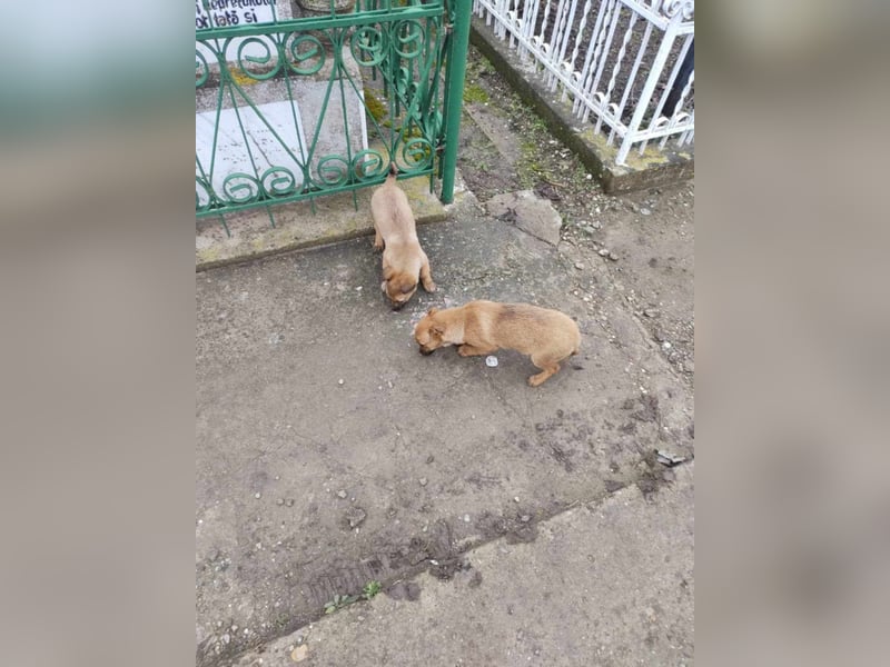 Greta und Gerry – Hundekinder die auf Körbchen Suche sind
