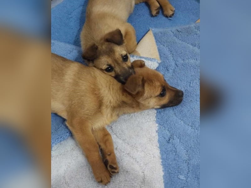 Greta und Gerry – Hundekinder die auf Körbchen Suche sind