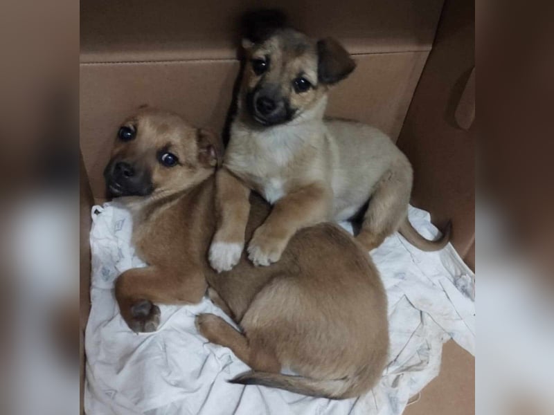 Greta und Gerry – Hundekinder die auf Körbchen Suche sind