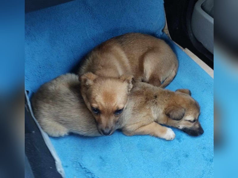 Greta und Gerry – Hundekinder die auf Körbchen Suche sind