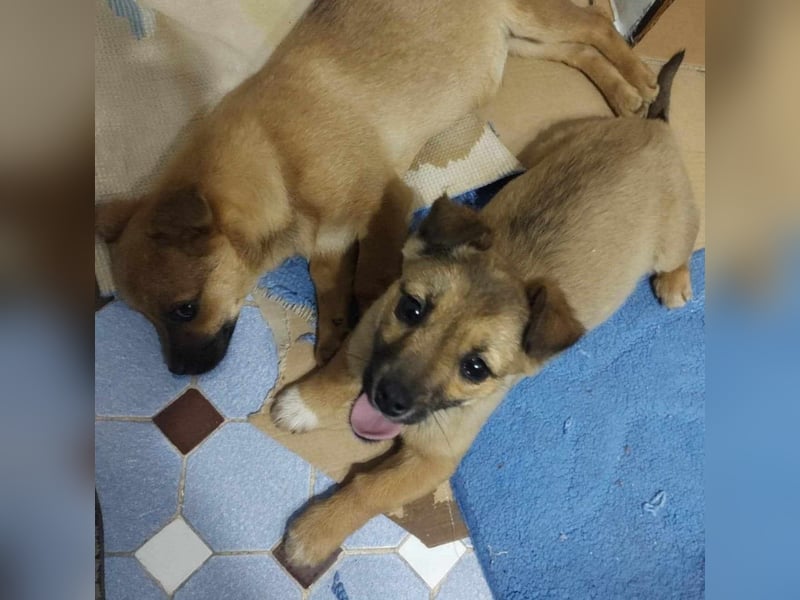 Greta und Gerry – Hundekinder die auf Körbchen Suche sind