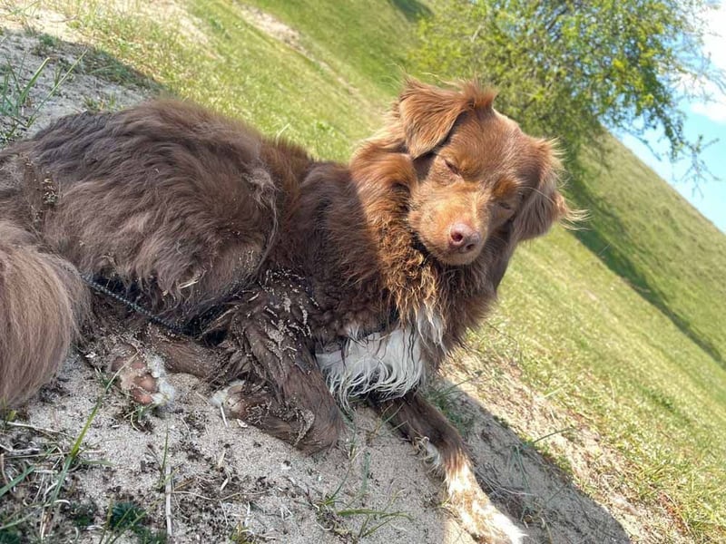 Sergio ist nun „ready to adopt"